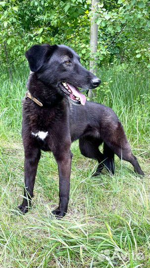 Собака в добрые руки