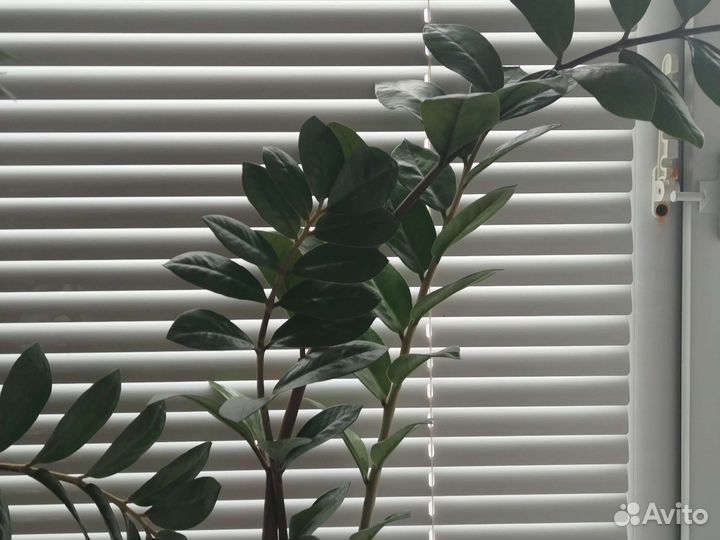 Замиокулькас