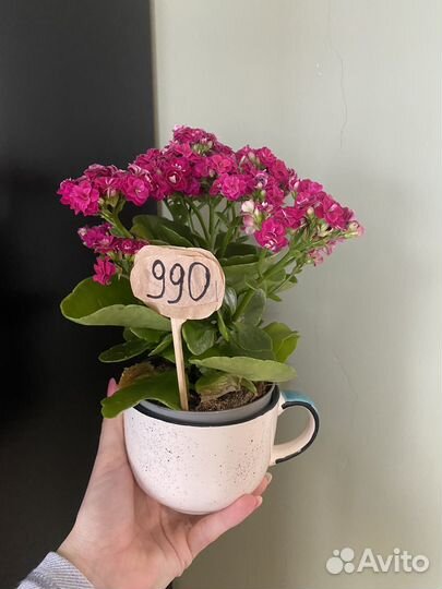 Каланхое цветущее