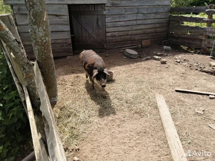 Свиньи взрослые