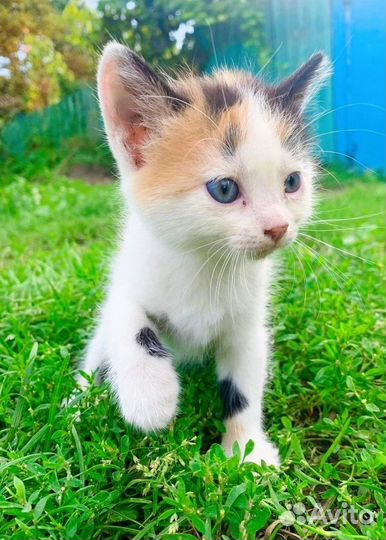 Котята в добрые руки бесплатно