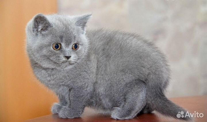 Британские котята