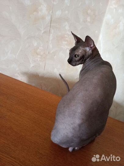 Кошечка Донского сфинкс