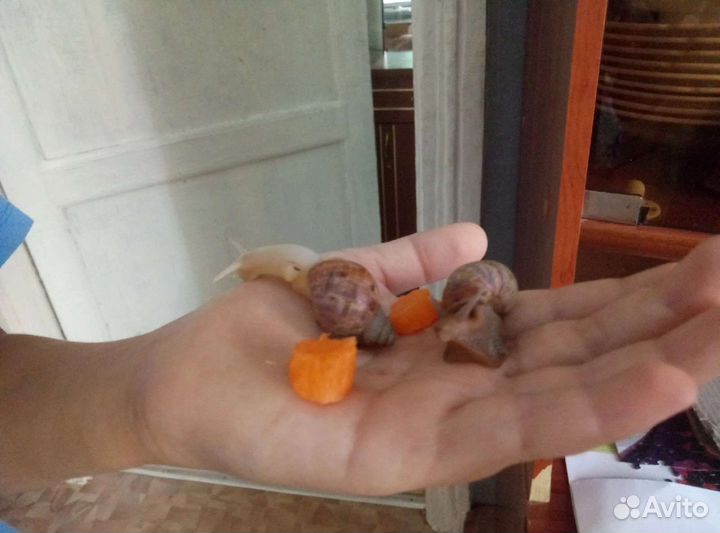 Улитки Ахатин