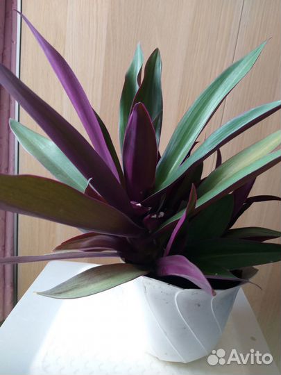 Традесканция Рео 