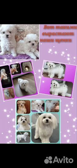 Щенки мальтезе