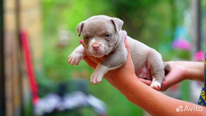 Американский Булли щенки девочка