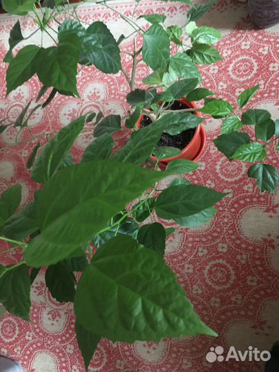 Комнатные цветы китайская роза