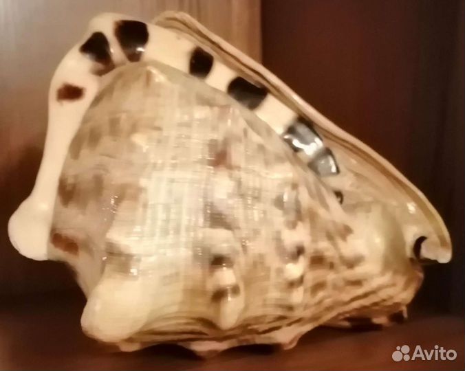 Морские ракушки