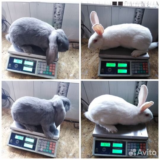 Породистые кролики