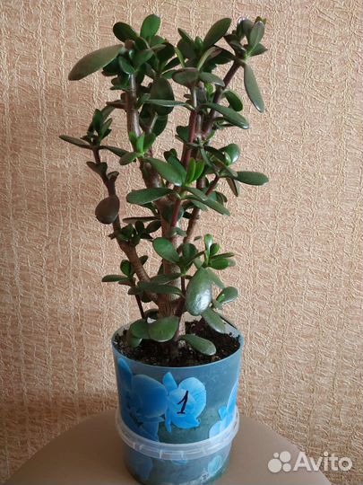 Крассула Толстянка денежное дерево