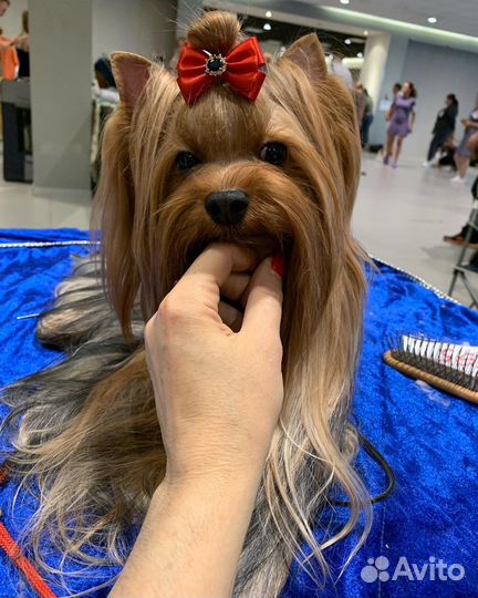 Йоркширский терьер