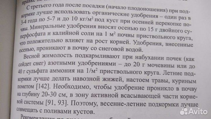 Жимолость саженцы