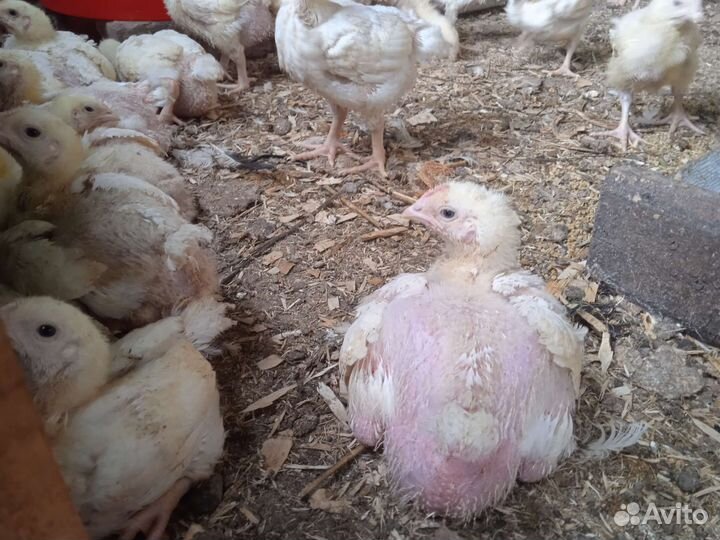 Цыплята бройлеры подрощенные