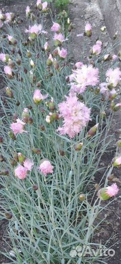 Многолетняя гвоздика