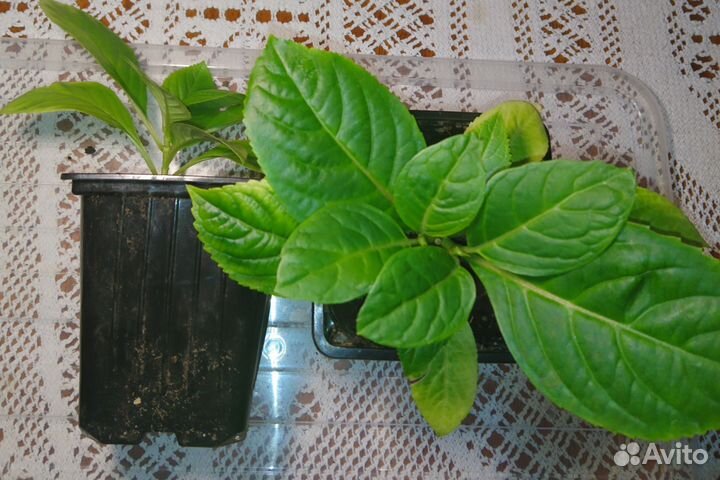 Гортензия крупнолистная черенки