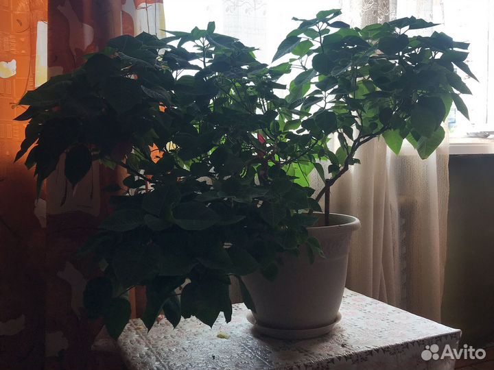 Цветок в горшке