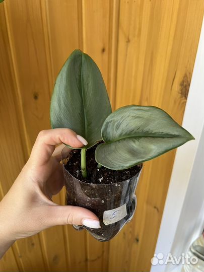 Сциндапсус мунлайт