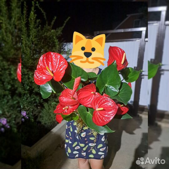 Антуриум красный