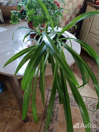 Комнатные растения