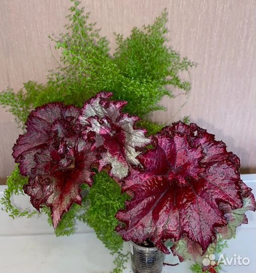 Бегония Бис сорта