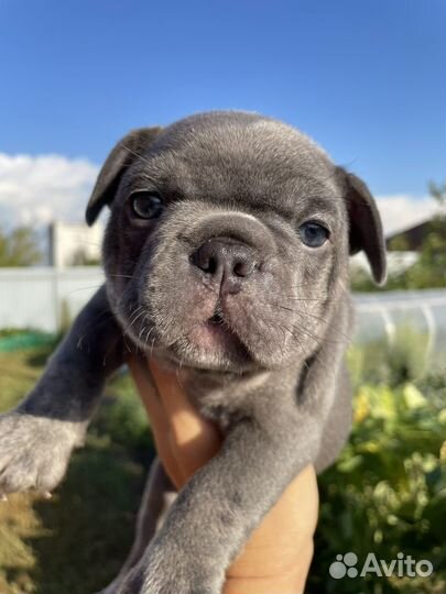 Французский бульдог голубой с изабеллой и какао