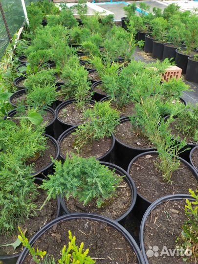 Туя западная, можевельник казацкий