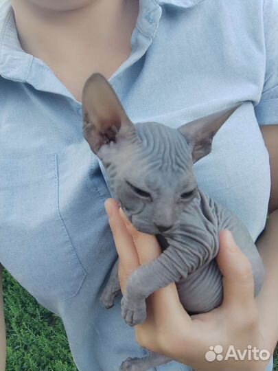 Донской сфинкс котята