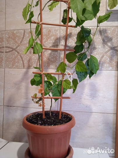 Бугенвиллия взрослая