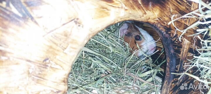 Домик для морских свинок