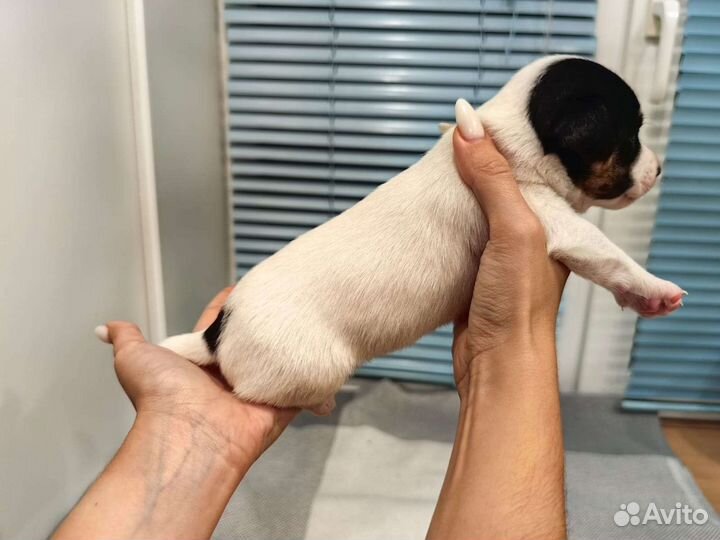 Щенки Джек рассел терьер