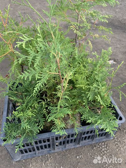 Ель голубая