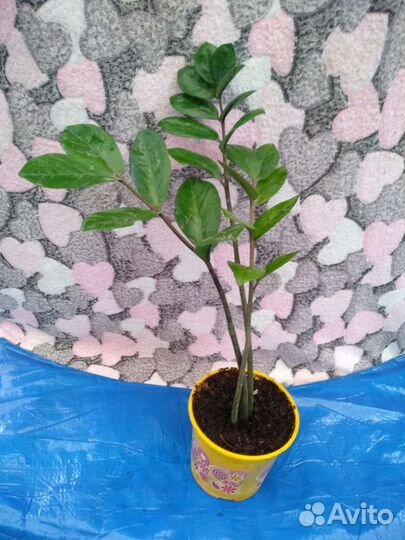 Стефанотис, генура, базела, аспарагус Мейера