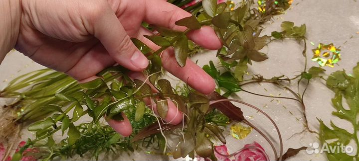 Аквариумные растения