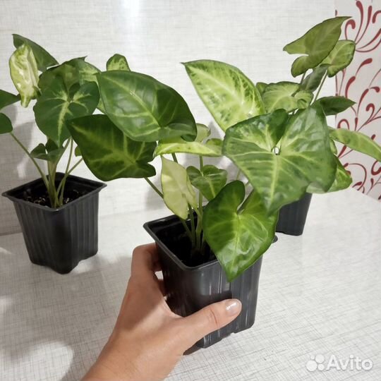 Сингониум (молодое растение)