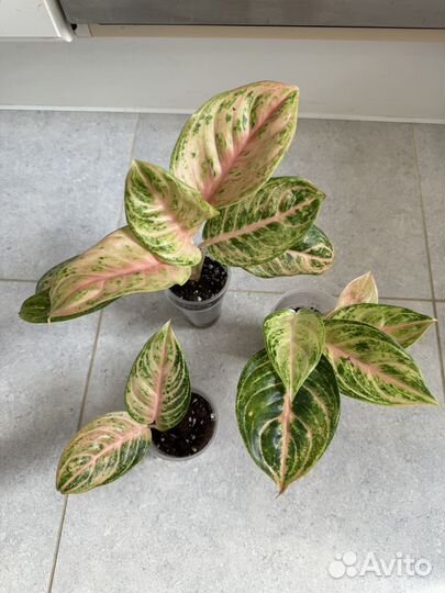 Аглаонемы 1