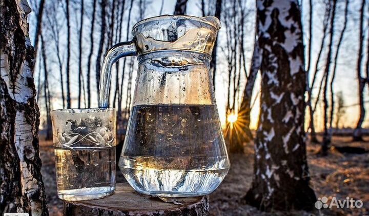 Березовый сок свежий, березовый квас