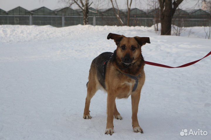 Бельгийская овчарка