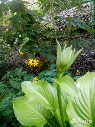 Хоста белая