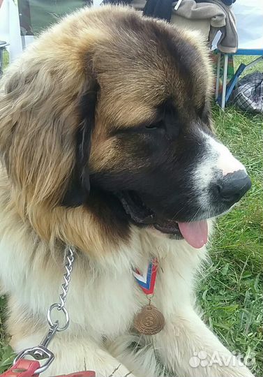 Предлагаю кобеля для вязки и щенков от него