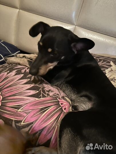 Отдам собаку в связи с переездом