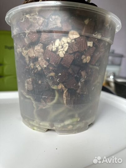 Орхидея фаленопсис белая