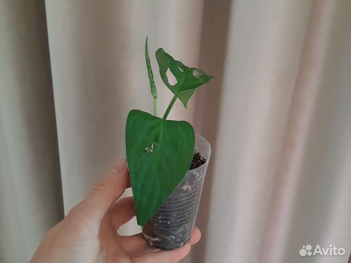 Монстера Адансони