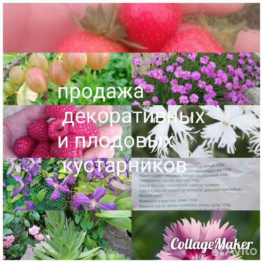 Декоративные и плодовые кустарники