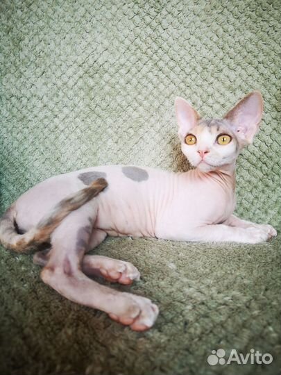 Котята девон-рекс