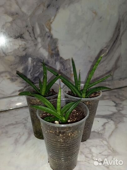 Сансевиерия цилиндрическая или цилиндрика