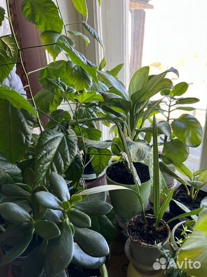 Комнатные растения