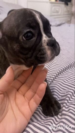 Французский бульдог мини девочка
