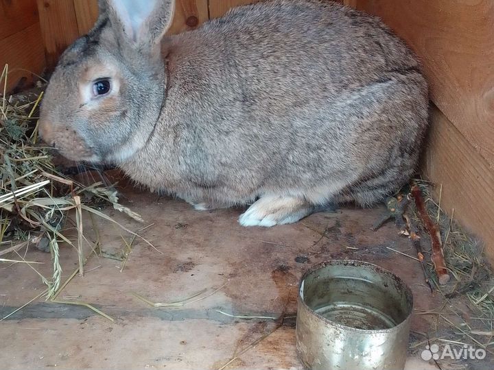 Кролики Ризен