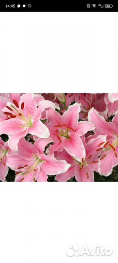 Лилии луковицы